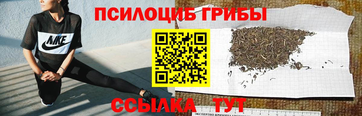 Галлюциногенные грибы Psilocybine cubensis  где найти наркотики  Псилоцибиновые грибы прущие грибы  Волхов  Вход с VPN 
